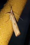 Pediasia