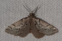 Eumannia oranaria