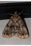 Callopistria latreillei