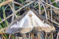 Cydalima perspectalis