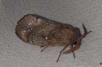 Dendrolimus pini pini