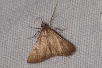 Endotricha flammealis