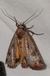 Epilecta linogrisea