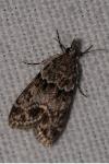 Eudonia mercurella