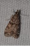 Eudonia mercurella