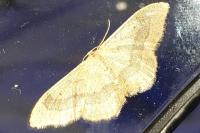 Idaea aversata