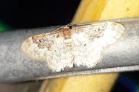 Idaea rusticata
