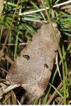 Lygephila craccae