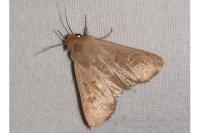 Mythimna ferrago