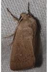 Mythimna sicula