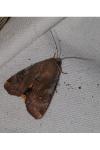 Noctua janthe/janthina