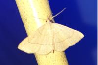 Paracolax tristalis