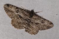 Peribatodes rhomboidaria rhomboidaria