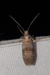 Phycita roborella