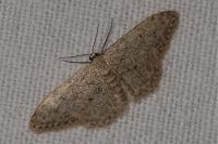 Scopula marginepunctata