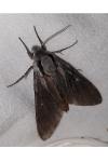 Hyloicus pinastri/maurorum