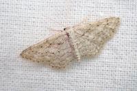 Idaea elongaria