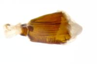 Idaea elongaria