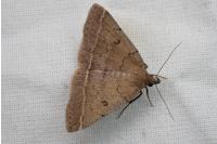 Zanclognatha zelleralis