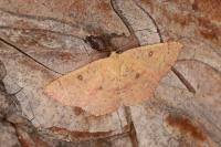 Cyclophora puppillaria