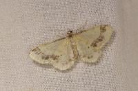 Idaea trigeminata