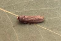 Achroia grisella