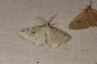 Stegania trimaculata