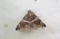 Dysgonia algira
