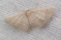 Idaea elongaria