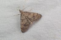 Metasia cuencalis bourgognei