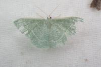 Phaiogramma etruscaria