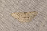 Scopula marginepunctata