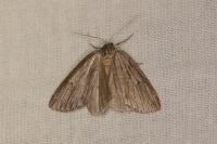 Pachycnemia hippocastanaria sardocorsica