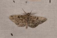 Peribatodes rhomboidaria ichnusaria