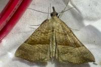 Hypena proboscidalis