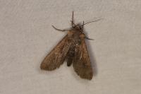 Peridroma saucia