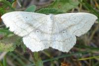Scopula nigropunctata