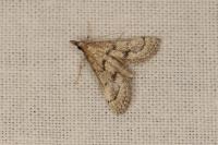 Metasia corsicalis