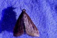 Udea ferrugalis