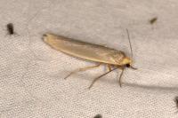 Eilema caniola