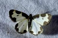 Lomaspilis marginata