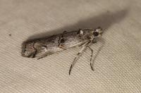 Pempelia palumbella