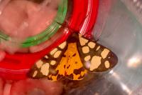 Arctia villica