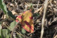 Lythria cruentaria