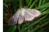 Cydalima perspectalis