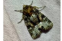 Oligia