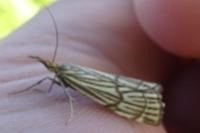 Chrysocramboides craterellus
