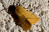 Spilarctia lutea