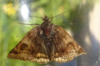 Euclidia glyphica