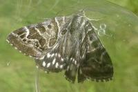 Euclidia mi